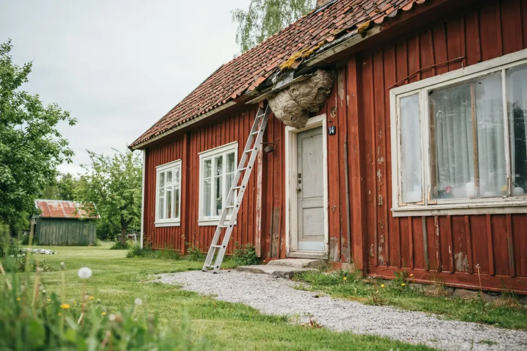sanering av getingbon vid huset n r du b r agera och hur du minskar risken f r terkomst
